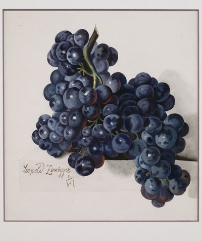 Grapes by Leopold Zinnogger